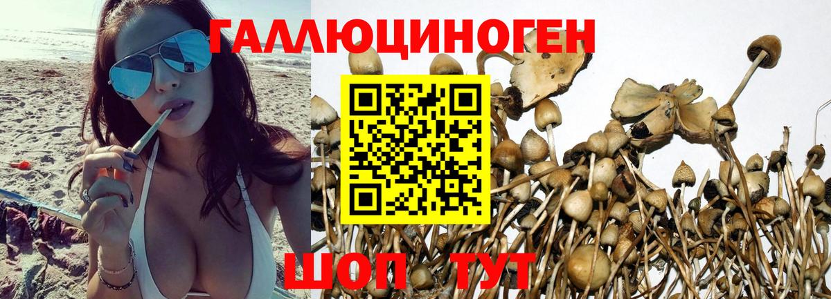 Сорочинск  Псилоцибиновые грибы мухоморы  Вход с VPN 